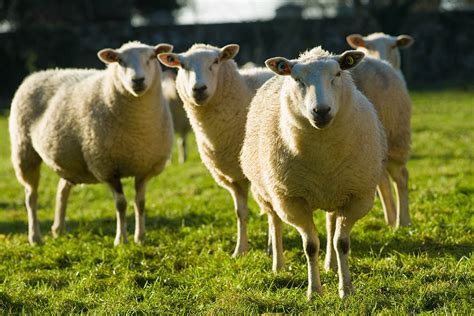 Want to learn more about our <b>farm</b>?. . Sheep farms in georgia